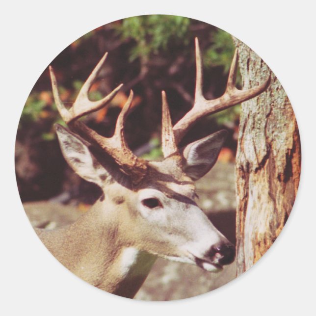 Rond Sticker pour cerf blanc (Buck) (Devant)