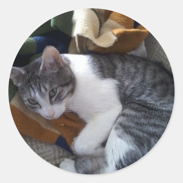Rond Sticker pour chat (Devant)
