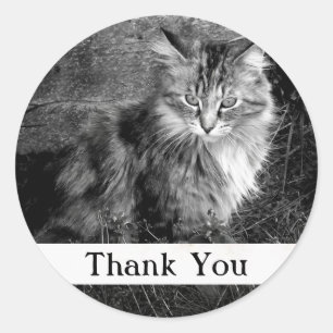 Rond Sticker pour chats à capuchon Merci Maine