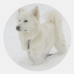 Rond Sticker pour chien cochon américain Eskimo / Étiqu