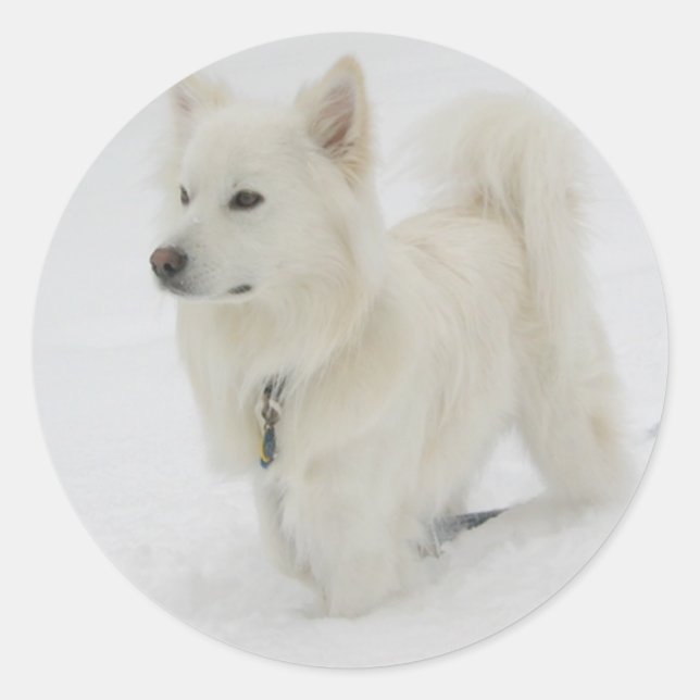 Rond Sticker pour chien cochon américain Eskimo / Étiqu (Devant)