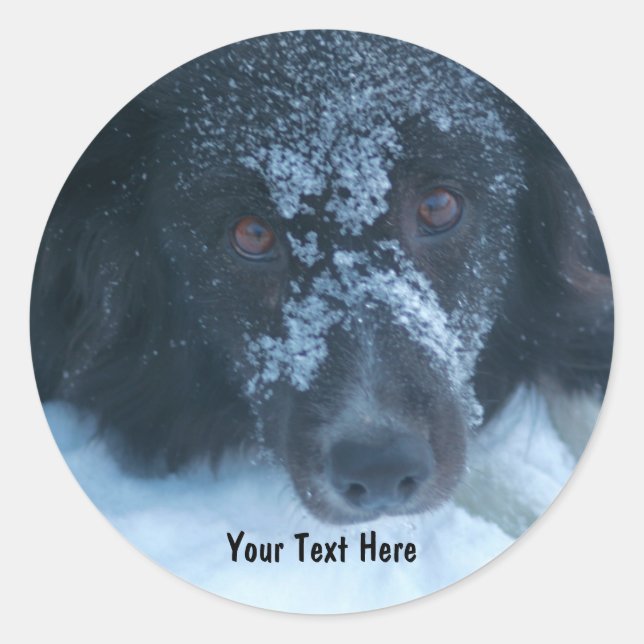 Rond Sticker pour chien Collie Face à la neige (Devant)
