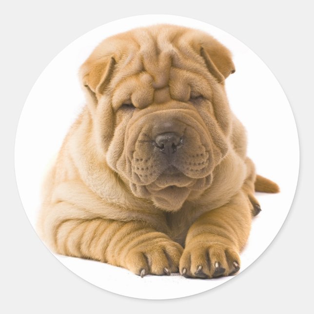 Rond Sticker pour chien coquelicot / Sceau (Devant)
