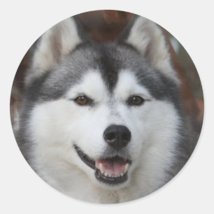 Rond Sticker pour chien Husky