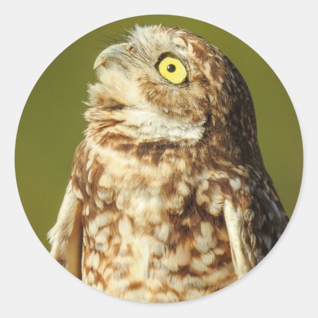 Rond Sticker pour la Chouette (Devant)