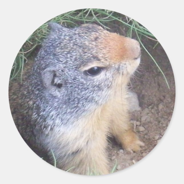 Rond Sticker pour marmotte (Devant)