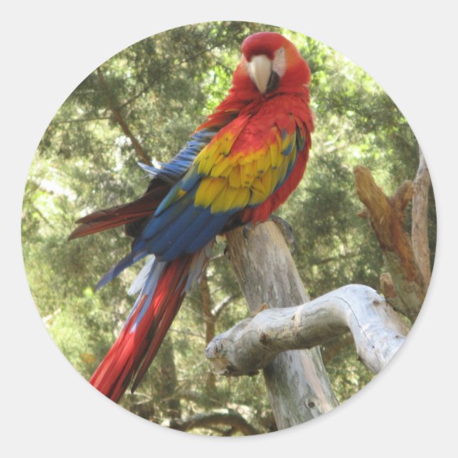 Rond Sticker pour perroquet Macaw (Devant)