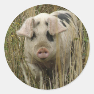 Rond Sticker pour porc mignon