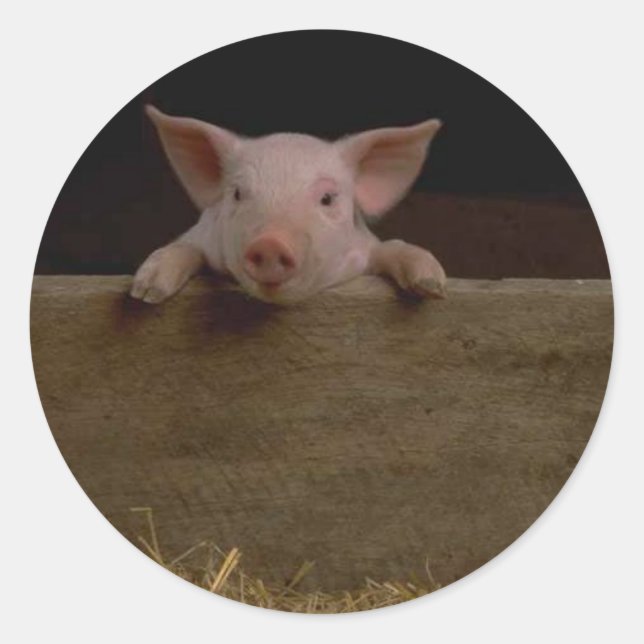 Rond Sticker pour porcelet (Devant)