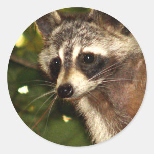 Rond Sticker Raccoon "Bandit"