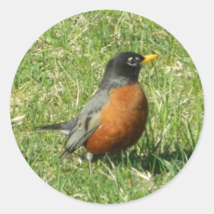 Rond Sticker Robin Nord-Américain