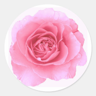 Rond Sticker rose