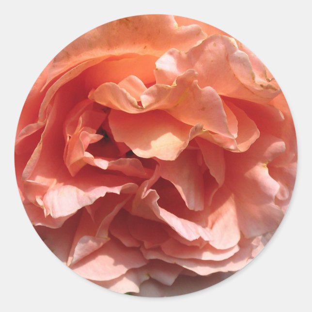Rond Sticker rose (Devant)