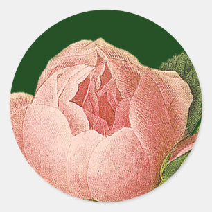 Rond Sticker Rose de chou rose botanique