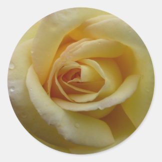 Rond Sticker rose jaune