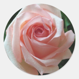 Rond Sticker Rose romantique rose doux