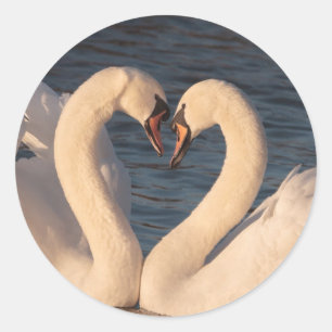 Rond Sticker Roun Cygnes blancs