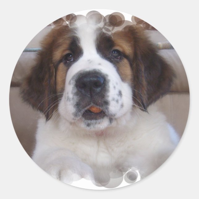 Rond Sticker Saint Bernard (Devant)