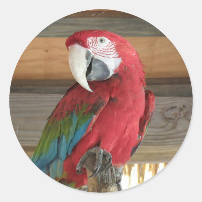 Rond Sticker Scarlet Macaw (Devant)