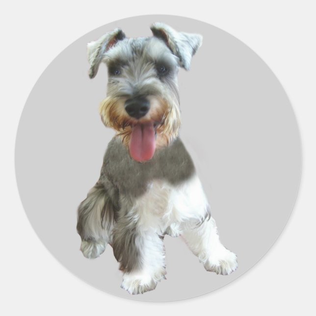 Rond Sticker Schnauzer miniature (Devant)
