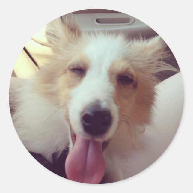Rond Sticker Sheltie (Devant)