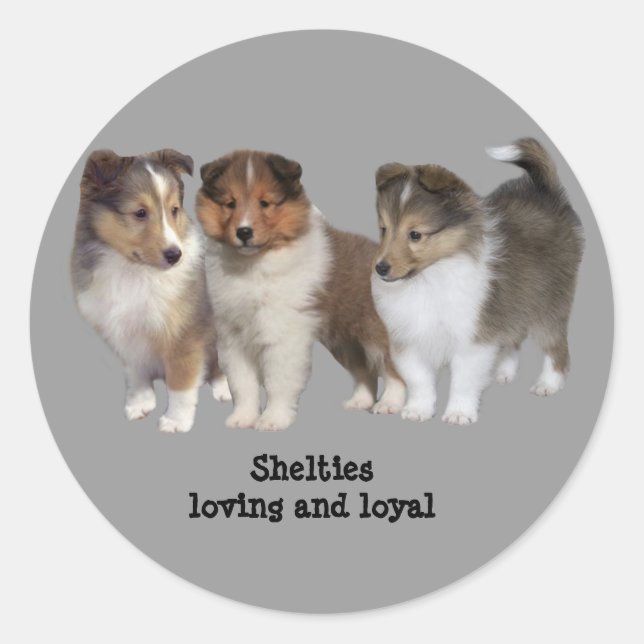Rond Sticker Sheltie (Devant)