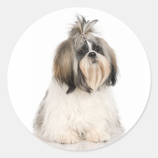 Rond Sticker Shih Tzu (Devant)