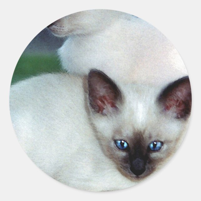 Rond Sticker Siamese Kittens (Devant)