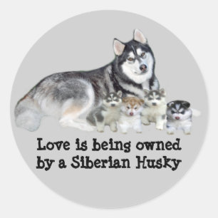 Rond Sticker Sibérien Husky & Puppies
