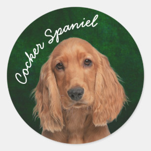 Rond Sticker Spaniel Cocker