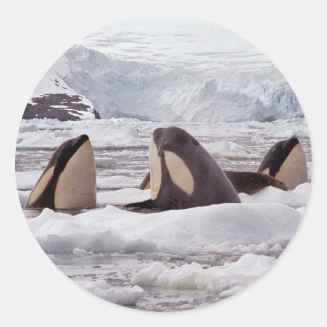Rond Sticker Spyhoping Orques (Devant)