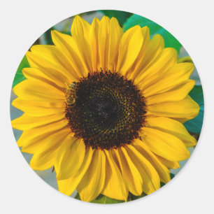 Rond Sticker Suprême Tournesol
