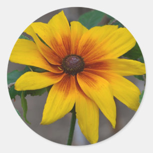 Rond Sticker Susan aux yeux noirs