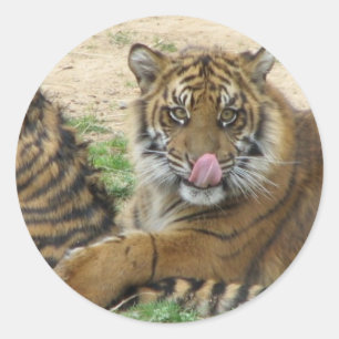 Rond Sticker Tiger Cubs
