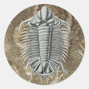 Rond Sticker Trilobite