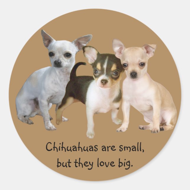 Rond Sticker trio de Chihuahua (Devant)