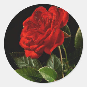 Rond Sticker : Une beauté d'un Rose