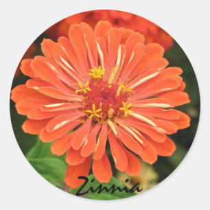 Rond Sticker Zinnia
