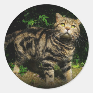 Rond Tabby Brown - British Shorthair cat sticker
