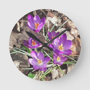 Ronde Horloge de crocus pourpre