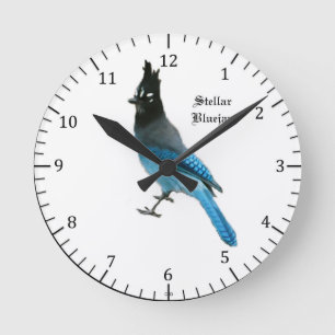 Ronde Horloge stellaire de geai bleu