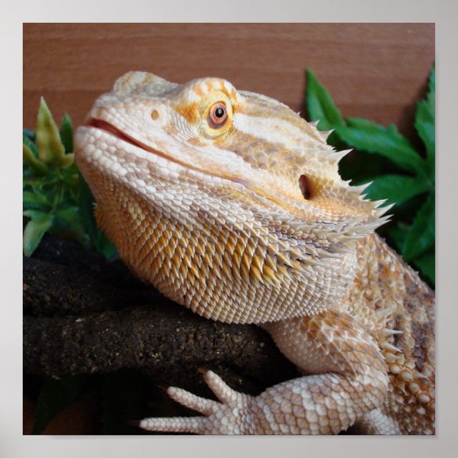 Ronnie 2 poster (Vorne)