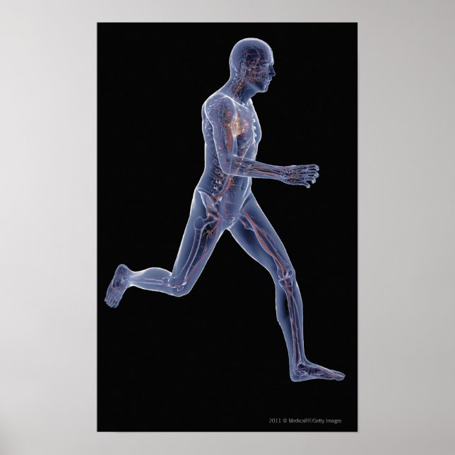 Röntgenaufnahme des Gefäßsystems in einem Laufmann Poster (Vorne)