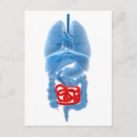 Röntgenbild interner Organe mit kleinen