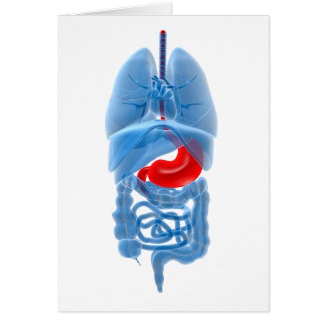 Röntgenbild interner Organe mit Magenschmerzen (Vorne)