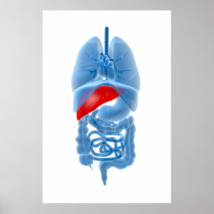 Röntgenbild interner Organe mit Pankreas Poster