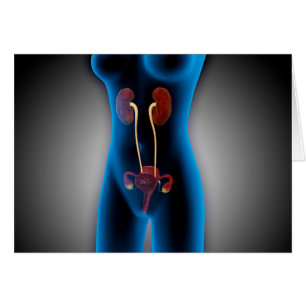 Röntgenstrahl-Ansicht des weiblichen Körpers mit