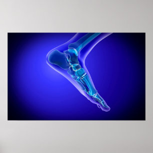 Röntgenstrahl-Ansicht menschlichen Fußes 3 Poster