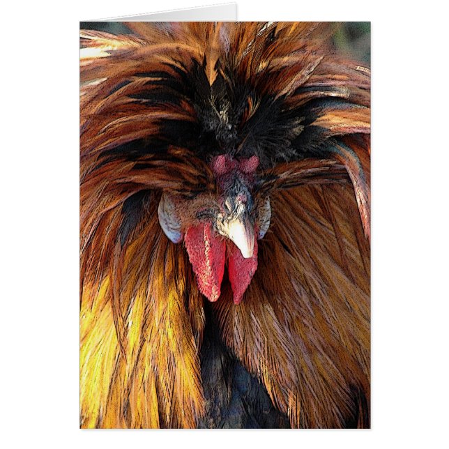 Roo polonaise (Devant)