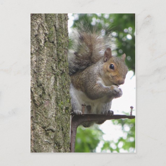 Rooding Eichhörnchen Postkarte (Vorderseite)